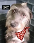 BOY
