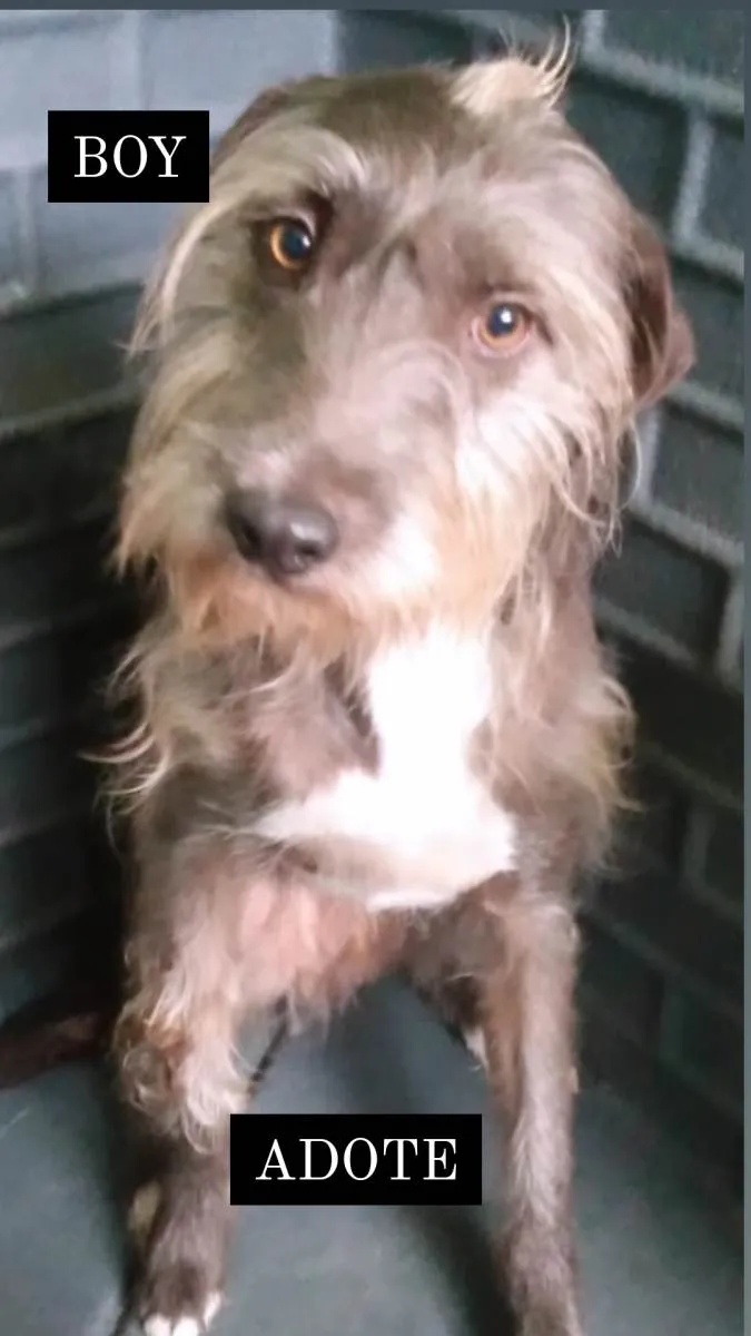 Cachorro ra a Srd  idade 1 ano nome BOY