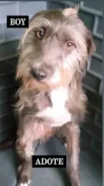 BOY