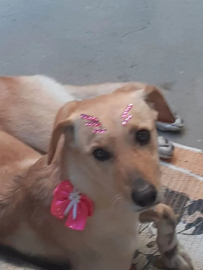 Cachorro raça Sem raça definida idade 2 anos nome Alice 