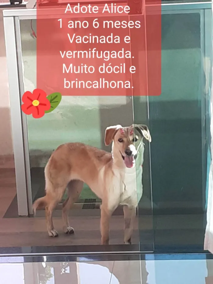 Cachorro raça Sem raça definida idade 2 anos nome Alice 