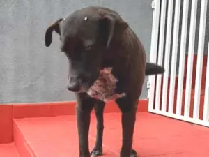 Cachorro raça Não definida idade 4 anos nome Nina