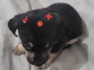 Cachorro raça SRD idade Abaixo de 2 meses nome Vick