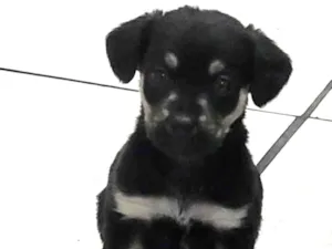 Cachorro raça SRD idade Abaixo de 2 meses nome Arthur 