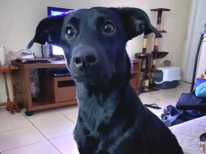 Cachorro raça Srd idade 1 ano nome Patagônia 