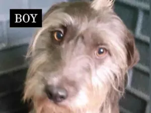 Cachorro raça Srd  idade 1 ano nome BOY