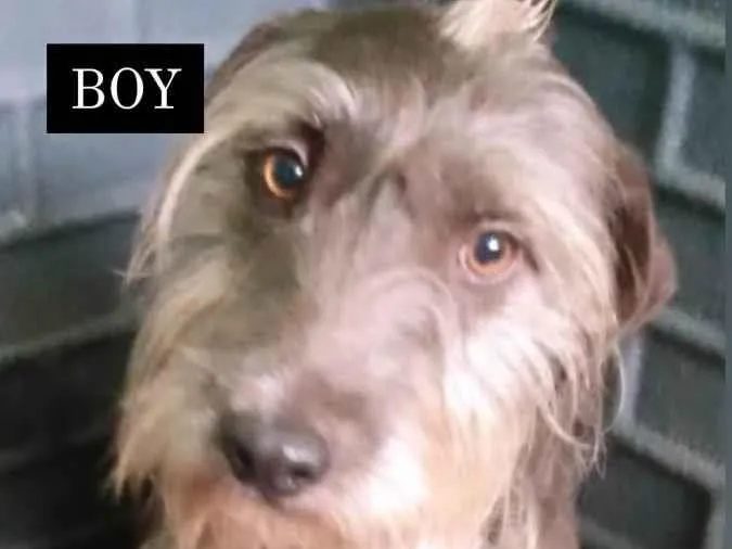 Cachorro ra a Srd  idade 1 ano nome BOY