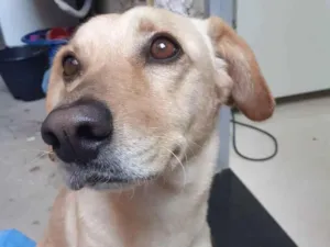 Cachorro raça Sem raça definida idade 2 anos nome Alice 