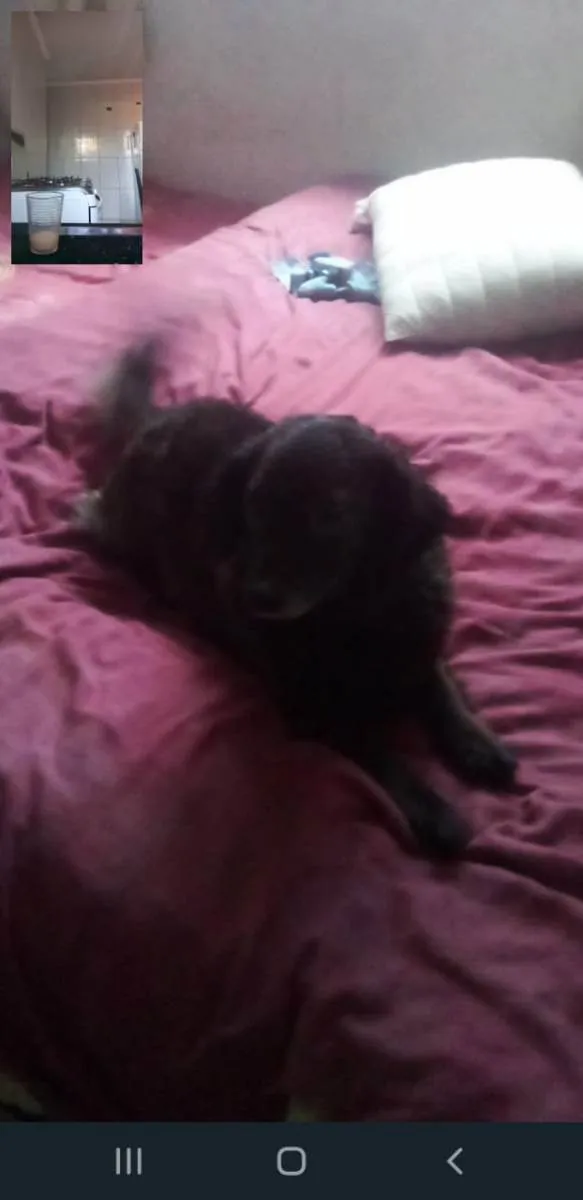 Cachorro ra a Sem raça  idade 6 ou mais anos nome Mel