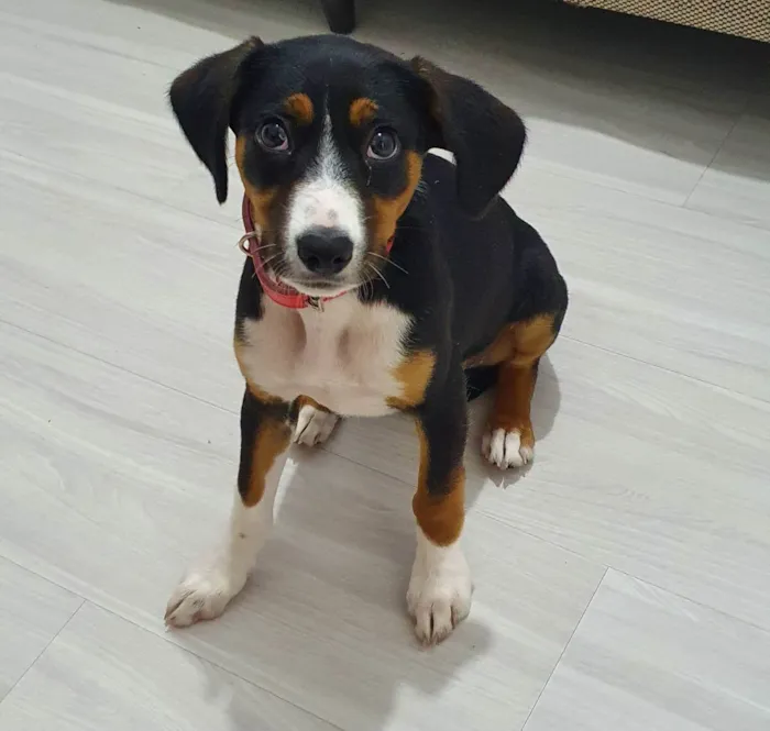 Cachorro ra a vira lata idade 2 a 6 meses nome Meg
