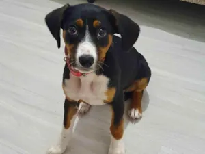 Cachorro raça vira lata idade 2 a 6 meses nome Meg