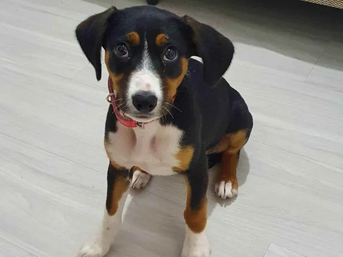 Cachorro ra a vira lata idade 2 a 6 meses nome Meg