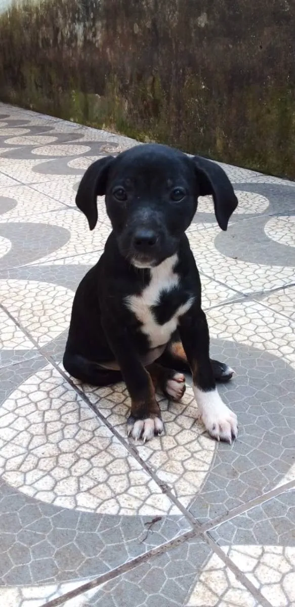 Cachorro raça Srd idade 2 a 6 meses nome Meg