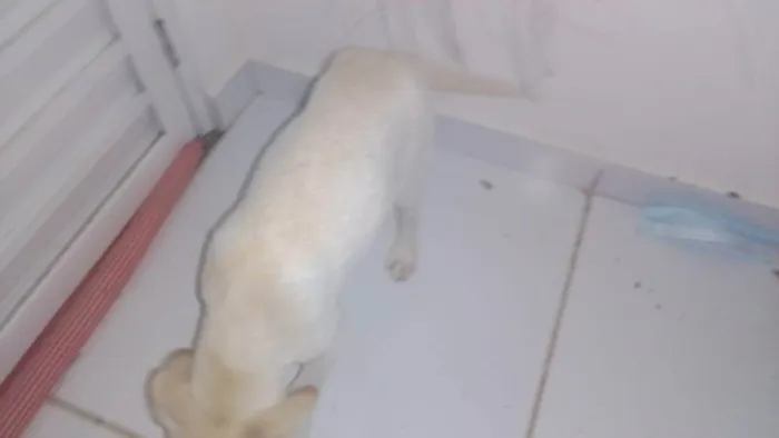 Cachorro ra a  idade 2 a 6 meses nome Pipoca