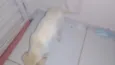 Pipoca