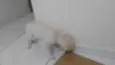 Pipoca