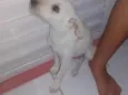 Pipoca
