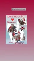 Filhotes