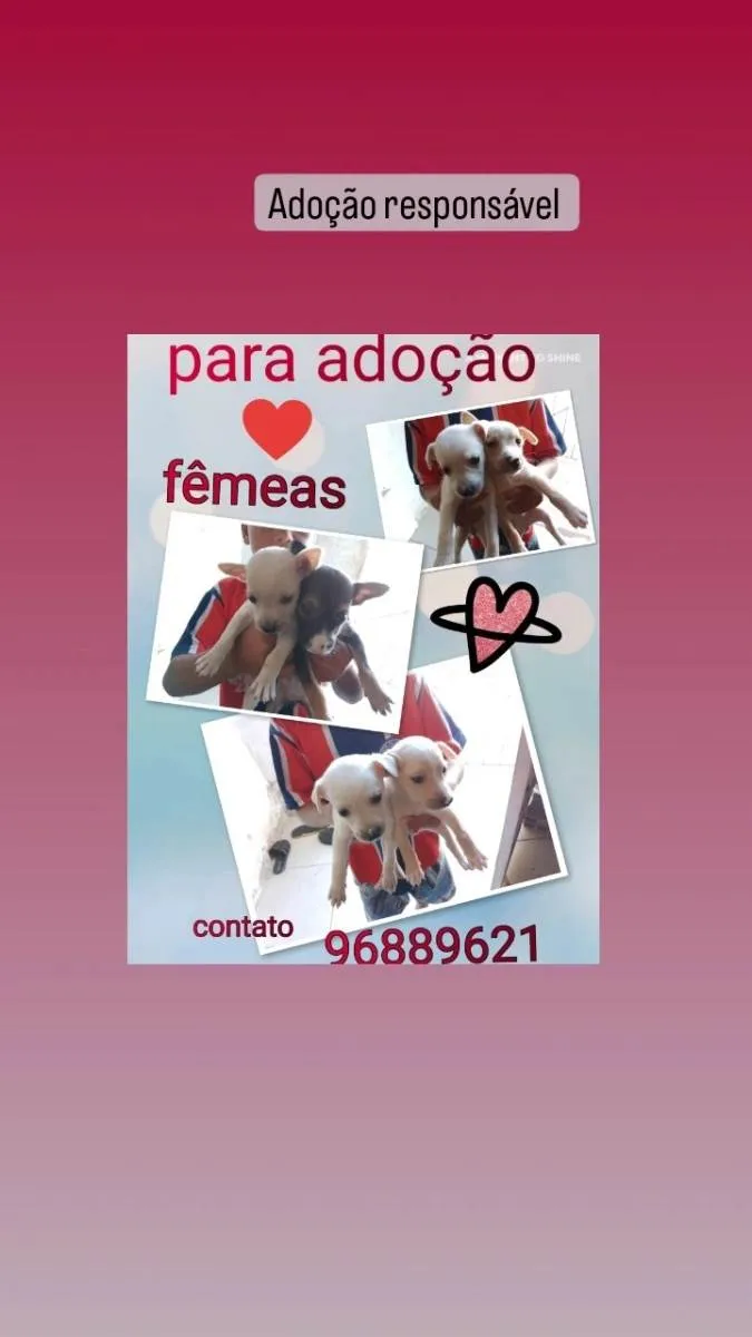 Cachorro raça Srd idade 2 a 6 meses nome Filhotes