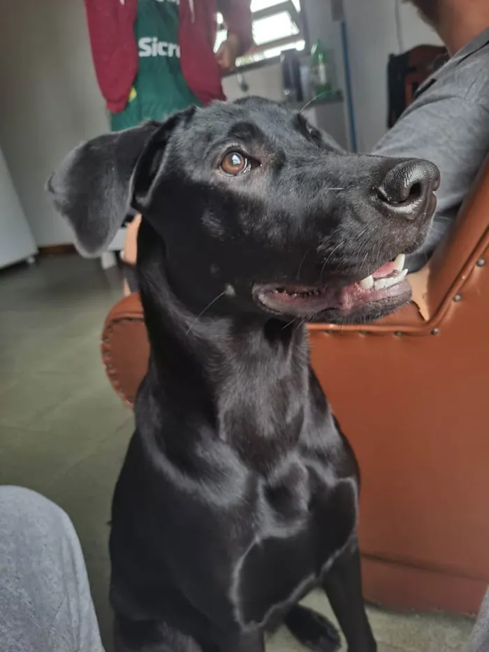 Cachorro ra a labrador misturado  idade 1 ano nome jade