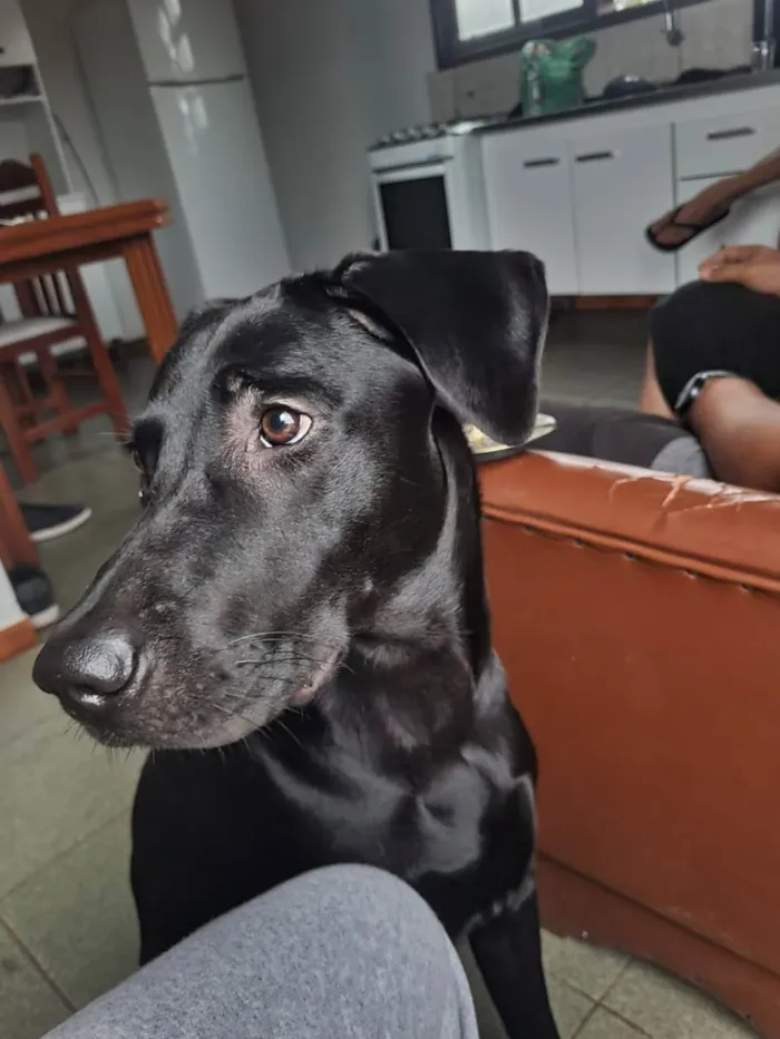 Cachorro ra a labrador misturado  idade 1 ano nome jade