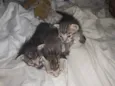 Ninhada de 6 gatinho