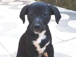 Cachorro raça Srd idade 2 a 6 meses nome Meg