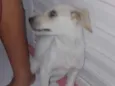 Pipoca