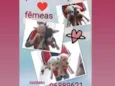 Filhotes
