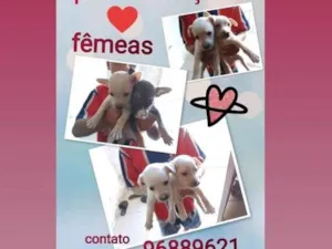 Cachorro raça Srd idade 2 a 6 meses nome Filhotes