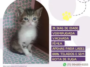 Gato raça Srd idade Abaixo de 2 meses nome Adélia Prado 