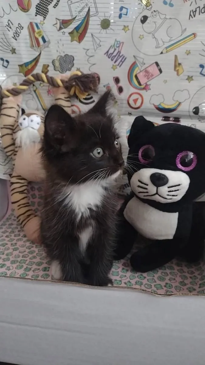 Gato raça Srd idade Abaixo de 2 meses nome Gipsy