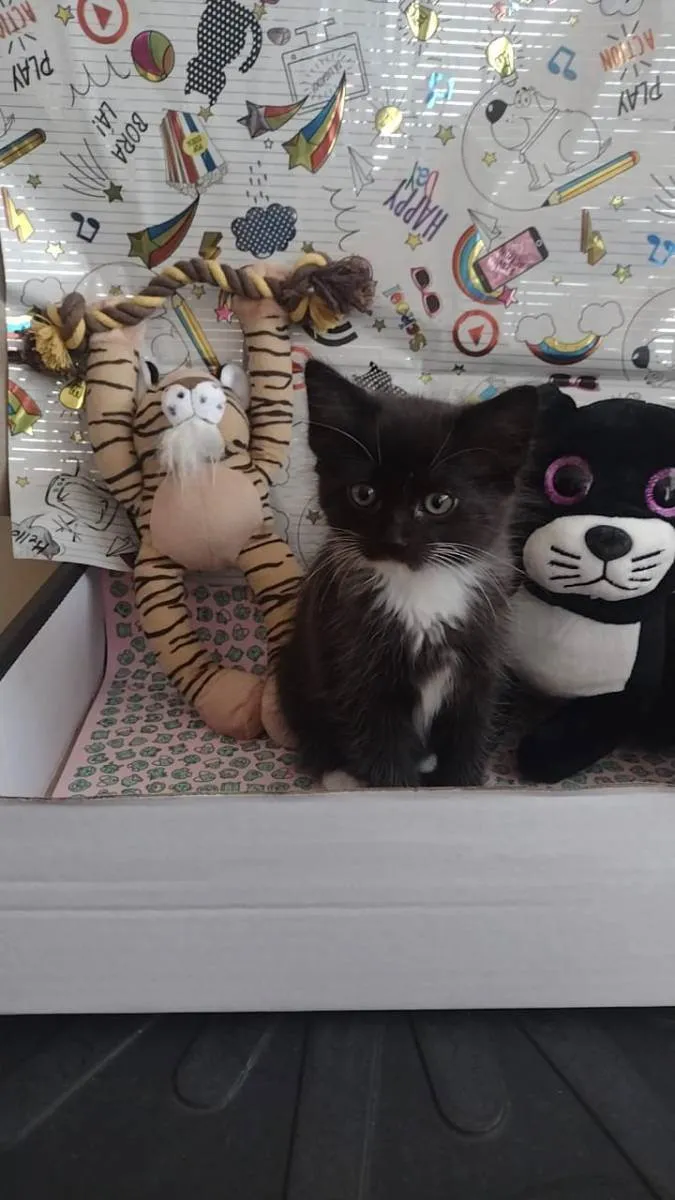 Gato raça Srd idade Abaixo de 2 meses nome Gipsy