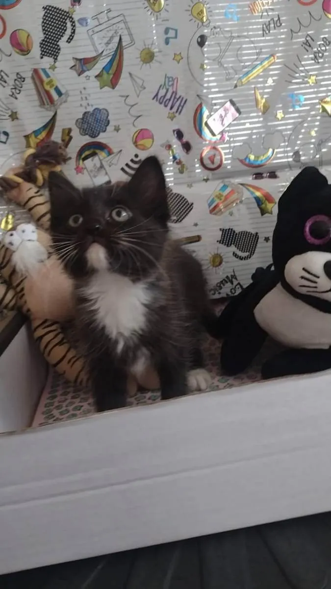 Gato raça Srd idade Abaixo de 2 meses nome Gipsy