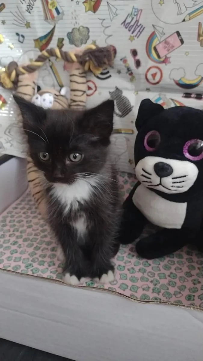 Gato raça Srd idade Abaixo de 2 meses nome Gipsy