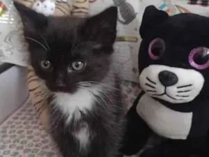 Gato raça Srd idade Abaixo de 2 meses nome Gipsy