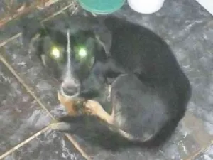 Cachorro raça Vira lats idade 1 ano nome Bob