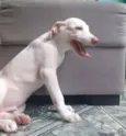 Apolo ou Poti