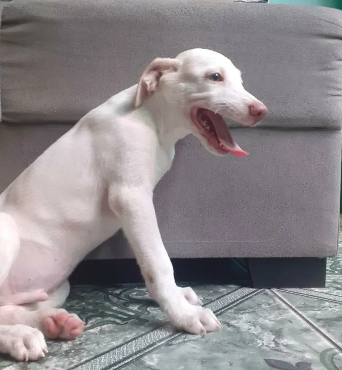 Cachorro raça Vira-lata idade 2 a 6 meses nome Apolo ou Poti