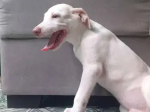 Cachorro raça Vira-lata idade 2 a 6 meses nome Apolo ou Poti