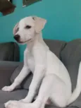 Branquinha 