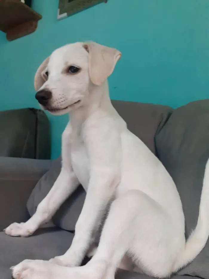 Cachorro raça Vira-lata idade 2 a 6 meses nome Branquinha 
