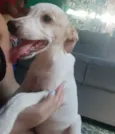 Belhinha