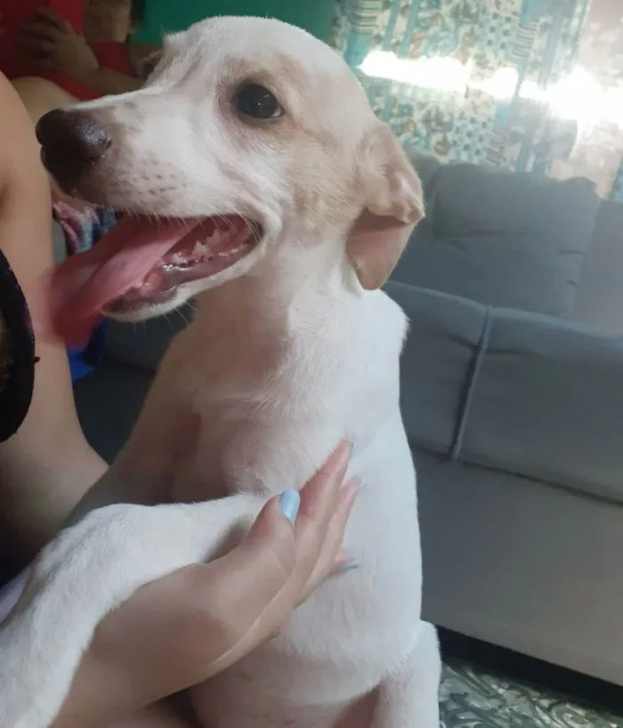 Cachorro raça Vira-lata idade 2 a 6 meses nome Belhinha