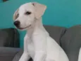 Branquinha 