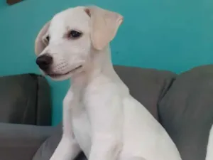Cachorro raça Vira-lata idade 2 a 6 meses nome Branquinha 