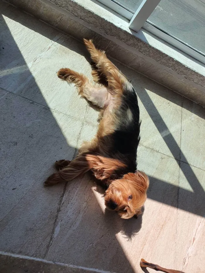 Cachorro ra a SRD idade 4 anos nome Thor