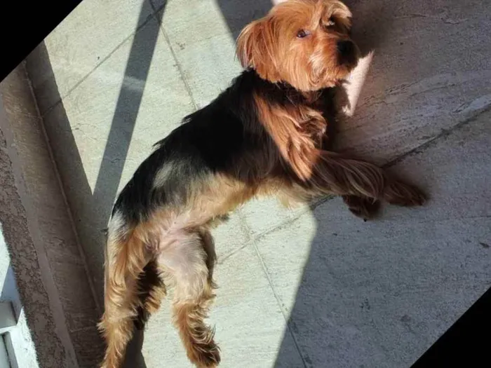 Cachorro ra a SRD idade 4 anos nome Thor