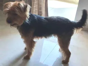 Cachorro raça SRD idade 4 anos nome Thor