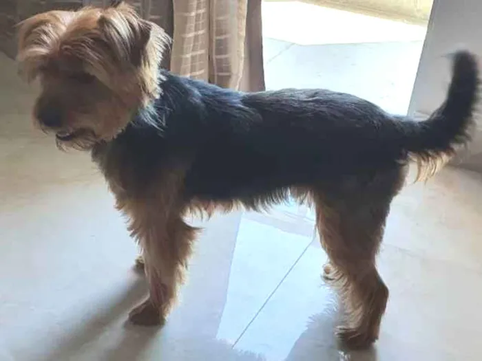 Cachorro ra a SRD idade 4 anos nome Thor